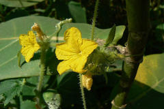 Cucumis melo var. melo